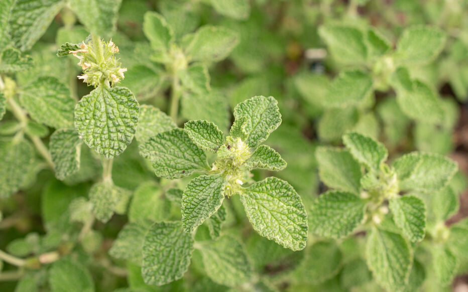 Découvrez les 10 plantes sauvages comestibles les plus utiles en France et Europe. Identification, récolte, apports nutritionnels, recettes et précautions.