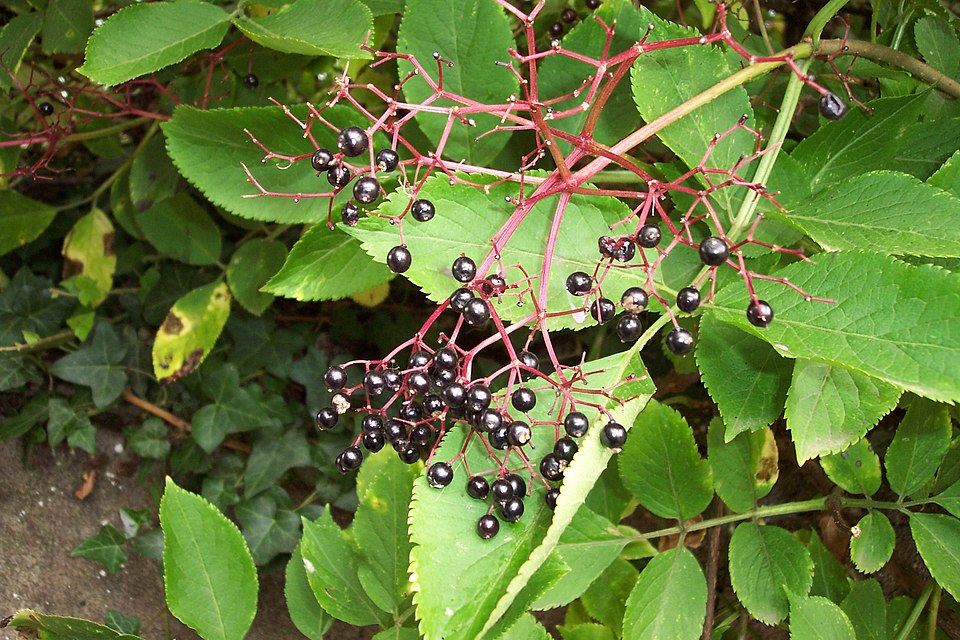 Découvrez les 10 plantes sauvages comestibles les plus utiles en France et Europe. Identification, récolte, apports nutritionnels, recettes et précautions.