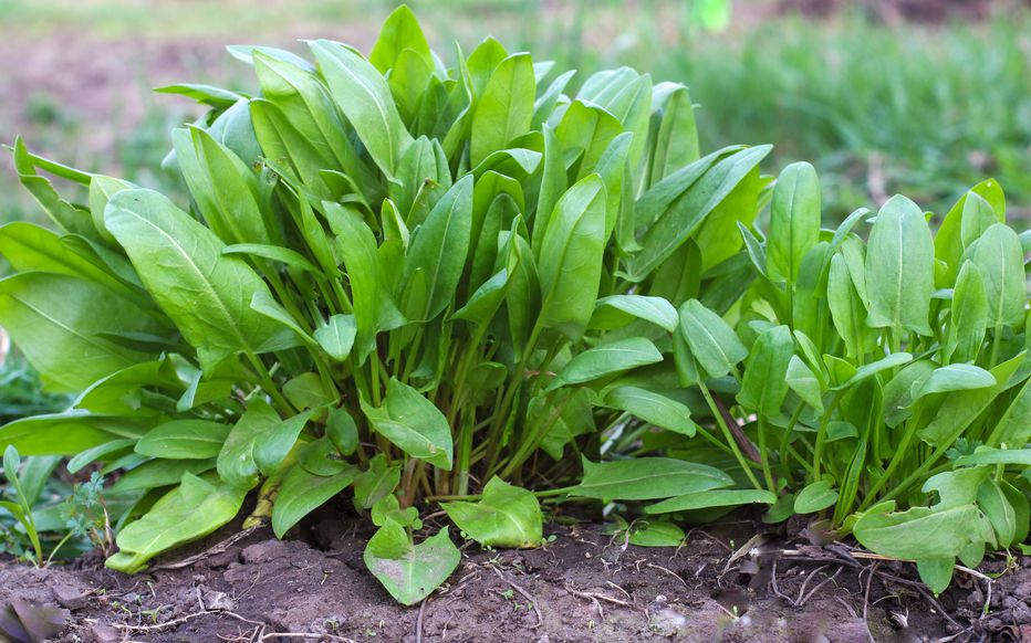 Les plantes sauvages nutritives les plus abondantes en Europe Découvrez les 10 plantes sauvages comestibles les plus utiles en France et Europe. Identification, récolte, apports nutritionnels, recettes et précautions.