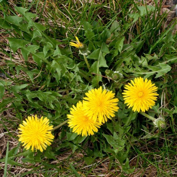 Les plantes sauvages nutritives les plus abondantes en Europe Découvrez les 10 plantes sauvages comestibles les plus utiles en France et Europe. Identification, récolte, apports nutritionnels, recettes et précautions.